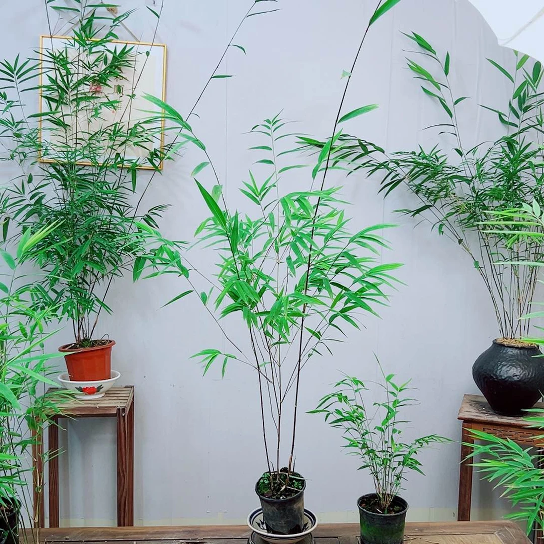 不开花植物内门竹