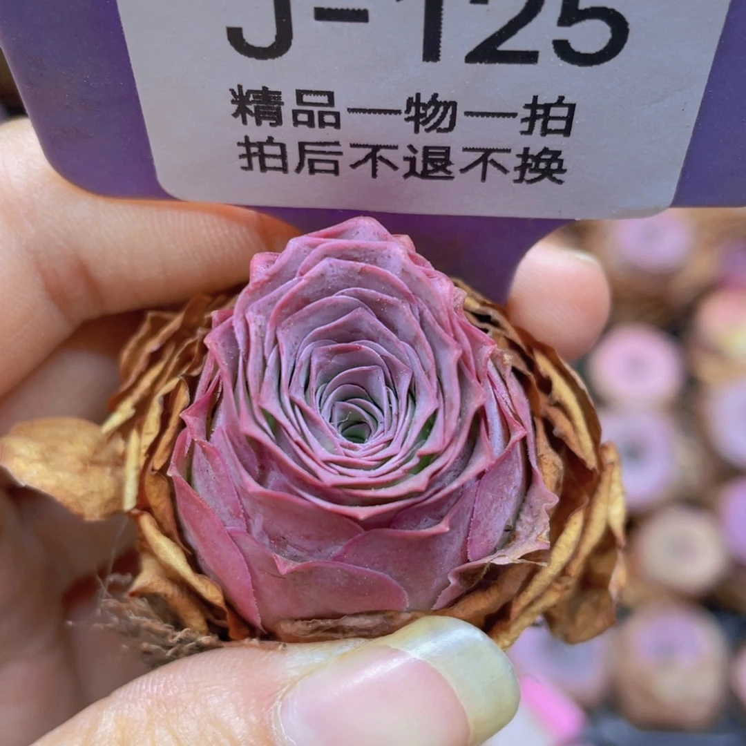 山地玫瑰J125满38包邮裸根发货