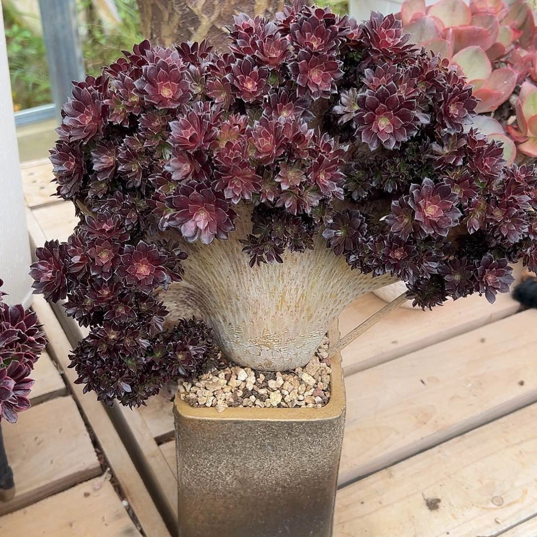 黑铜壶中班锦生长裂口