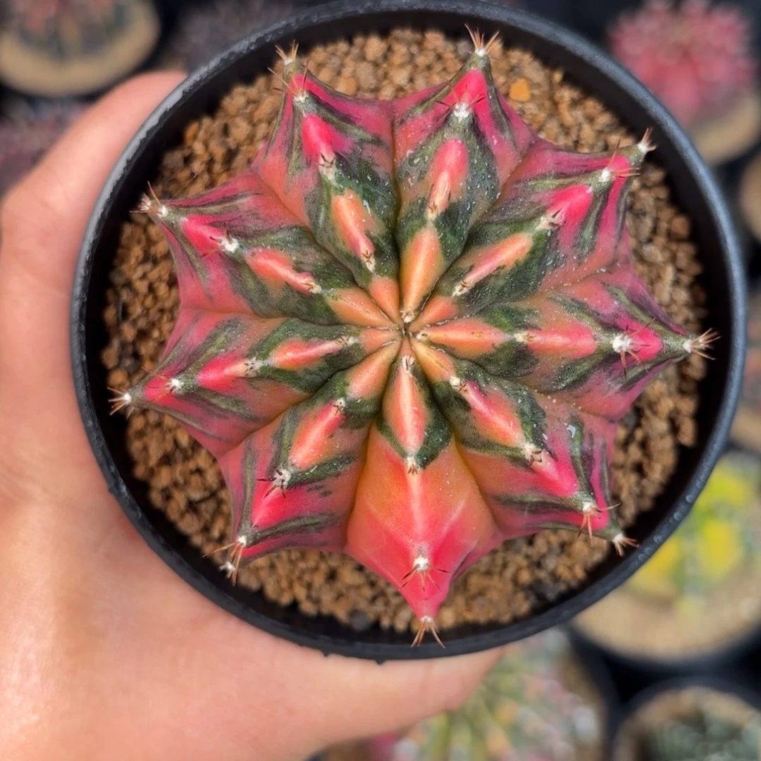 泰系米哈实生仙人球1280