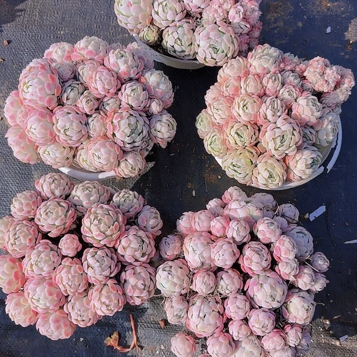 要去吃点什么啊吃个啥了