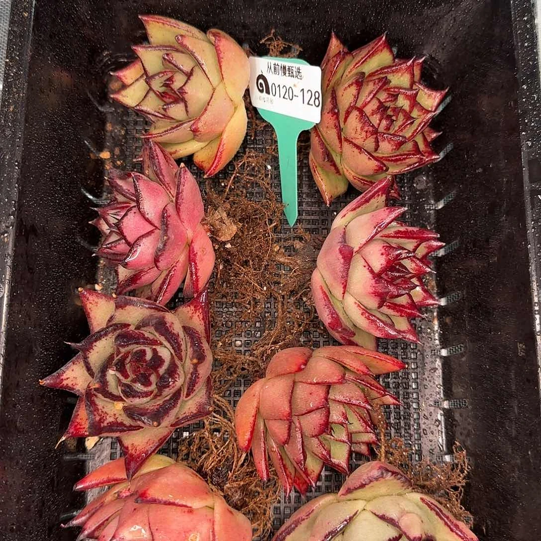 从前慢花园精选0120-128