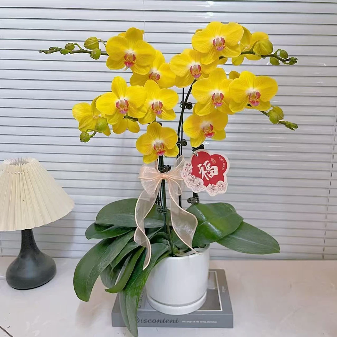 蝴蝶兰【好吉利】双花剑 室内花花 广州基地直发