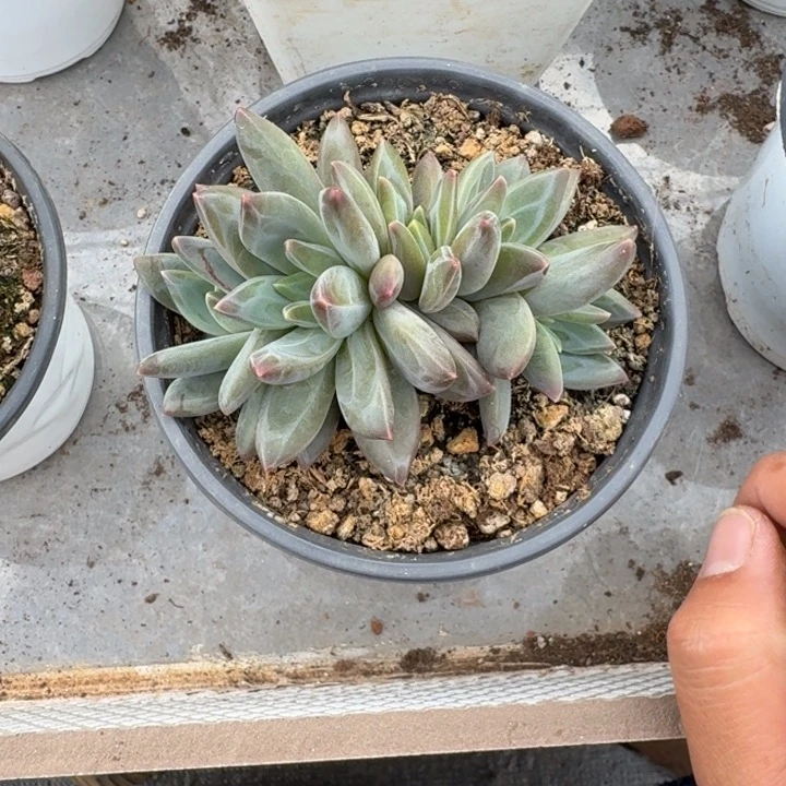 美人杂交 一物一拍