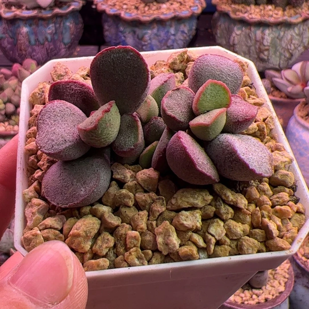 黛安娜 啦啦啦啦啦啦啦