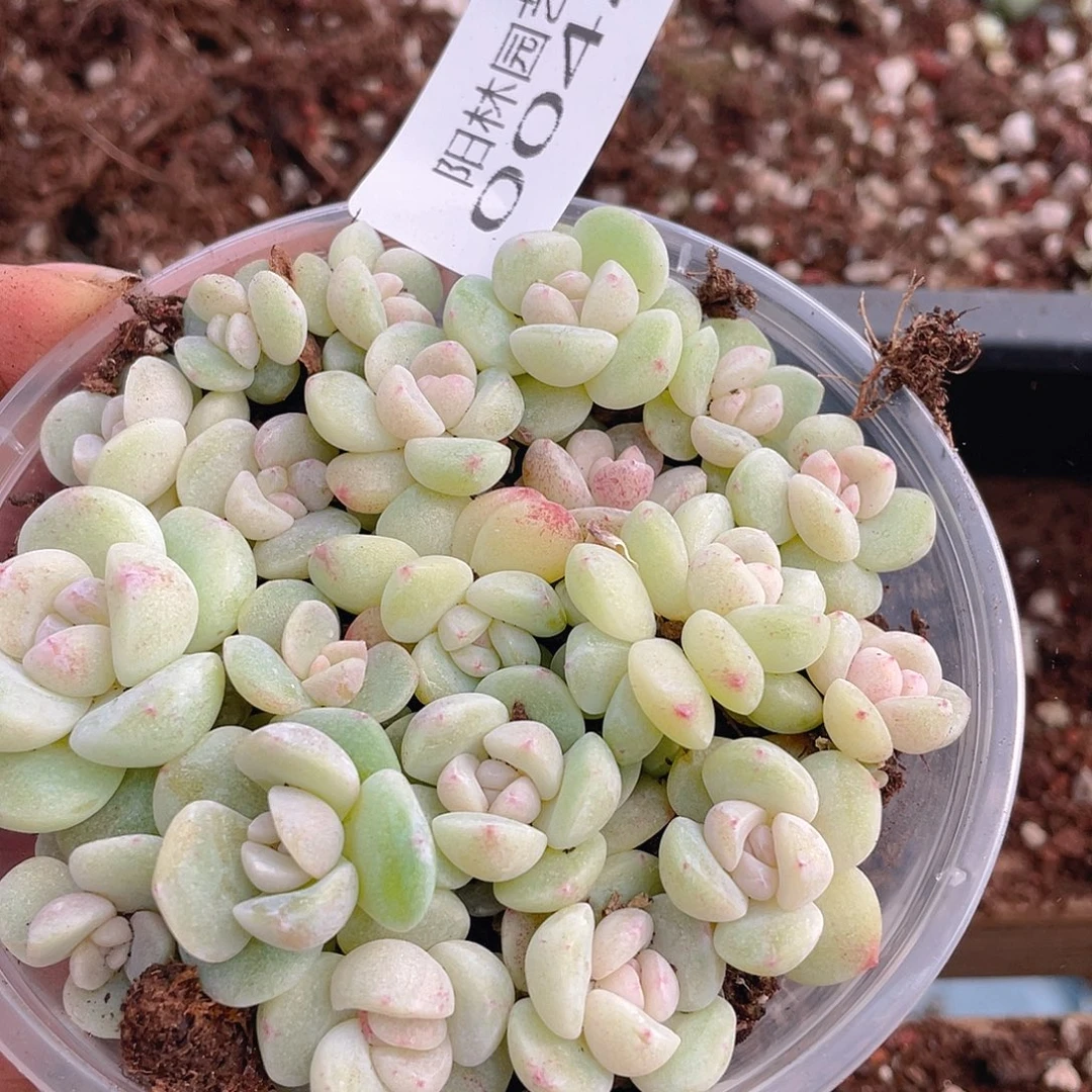 多肉植物多肉植物42