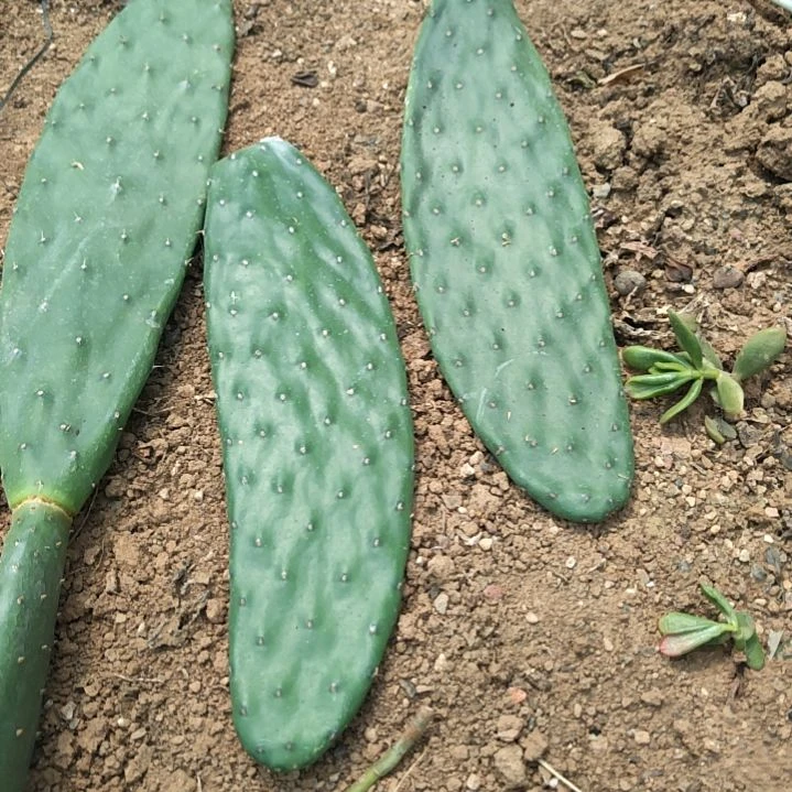 梨果仙人掌顶片带箱5斤八两