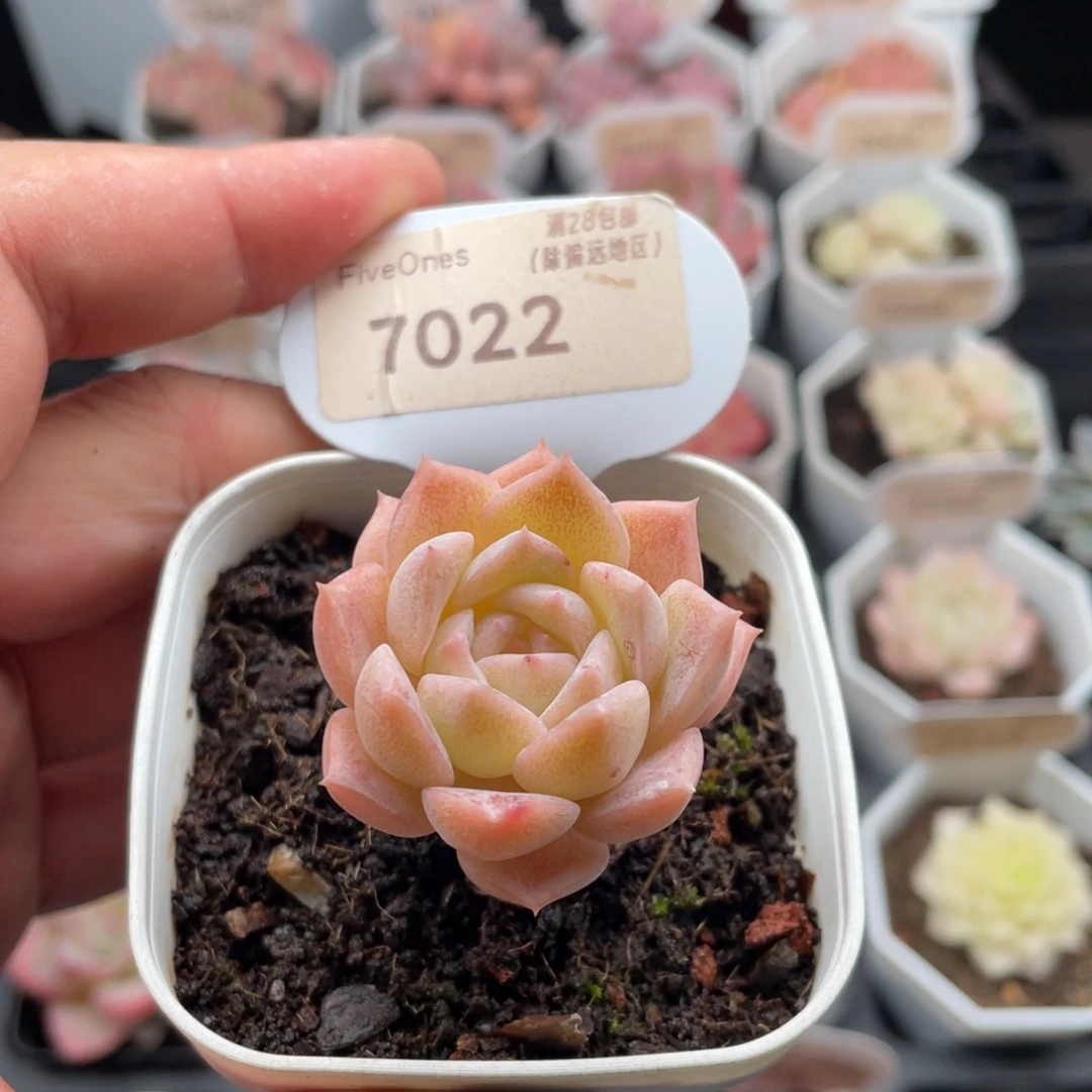 纯爱7022-4.0厘米