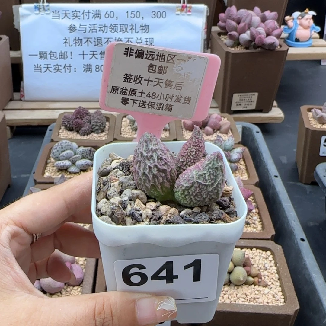 莫*儿641龙珠多肉植物