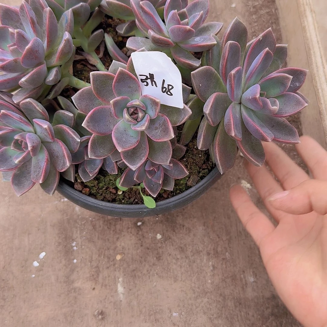 来***张2340杂交多肉植物