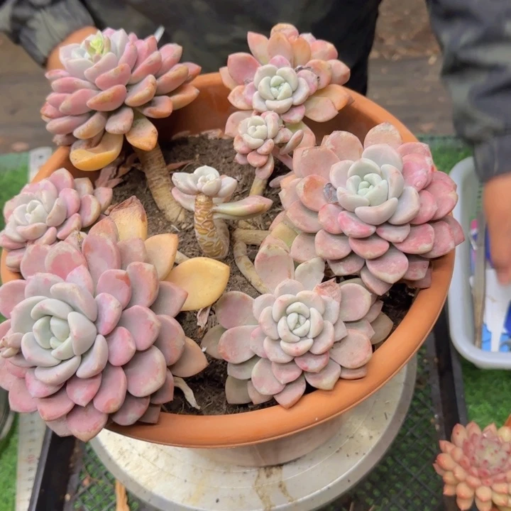 花瓣露多肉植物000005