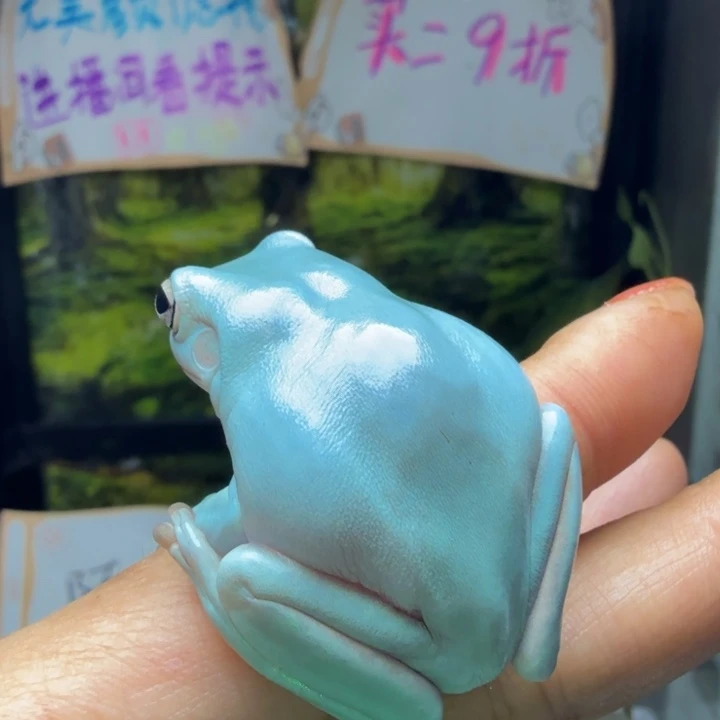 老爷树蛙didi 素蓝 2只九折