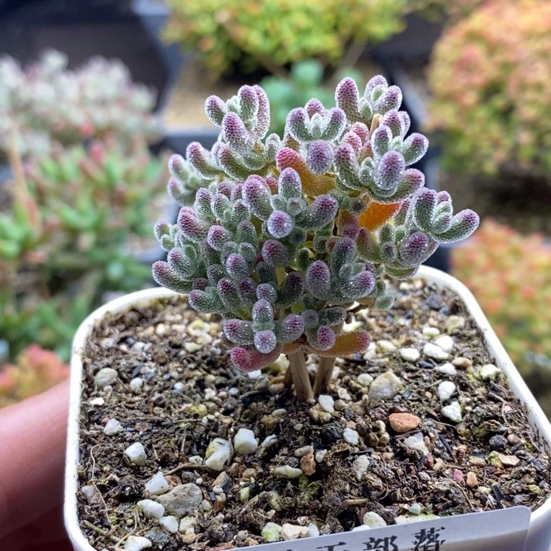 l***n实生冰晶792。