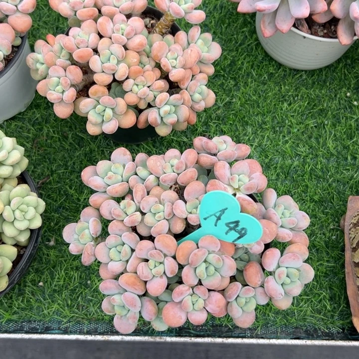阿***君多肉植物一物一拍