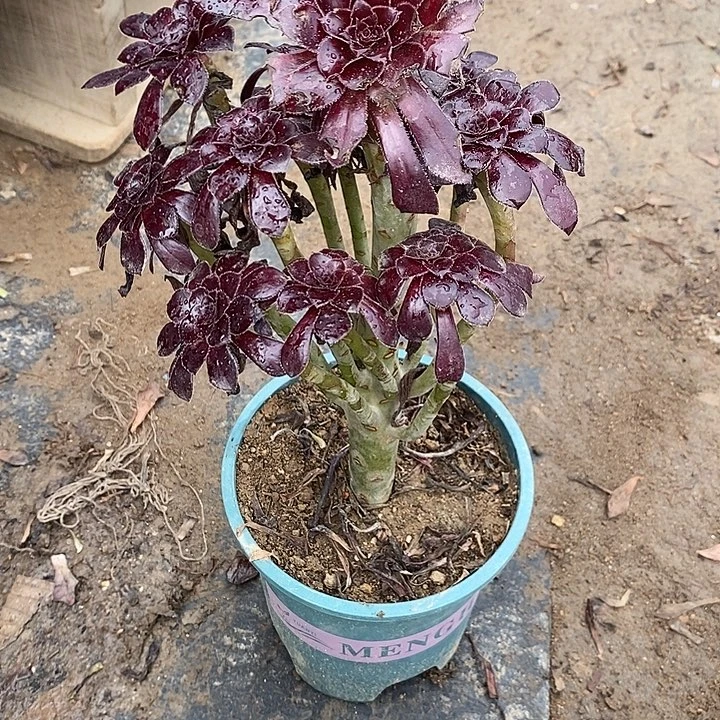 墨法48多肉植物法师