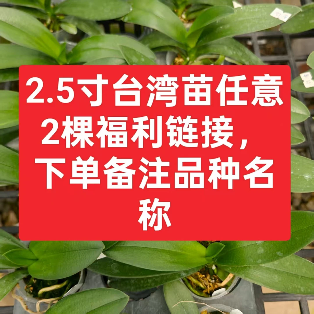 2.5寸台湾品种苗任意2颗链接(叶片微瑕)（下单备注品种名称）