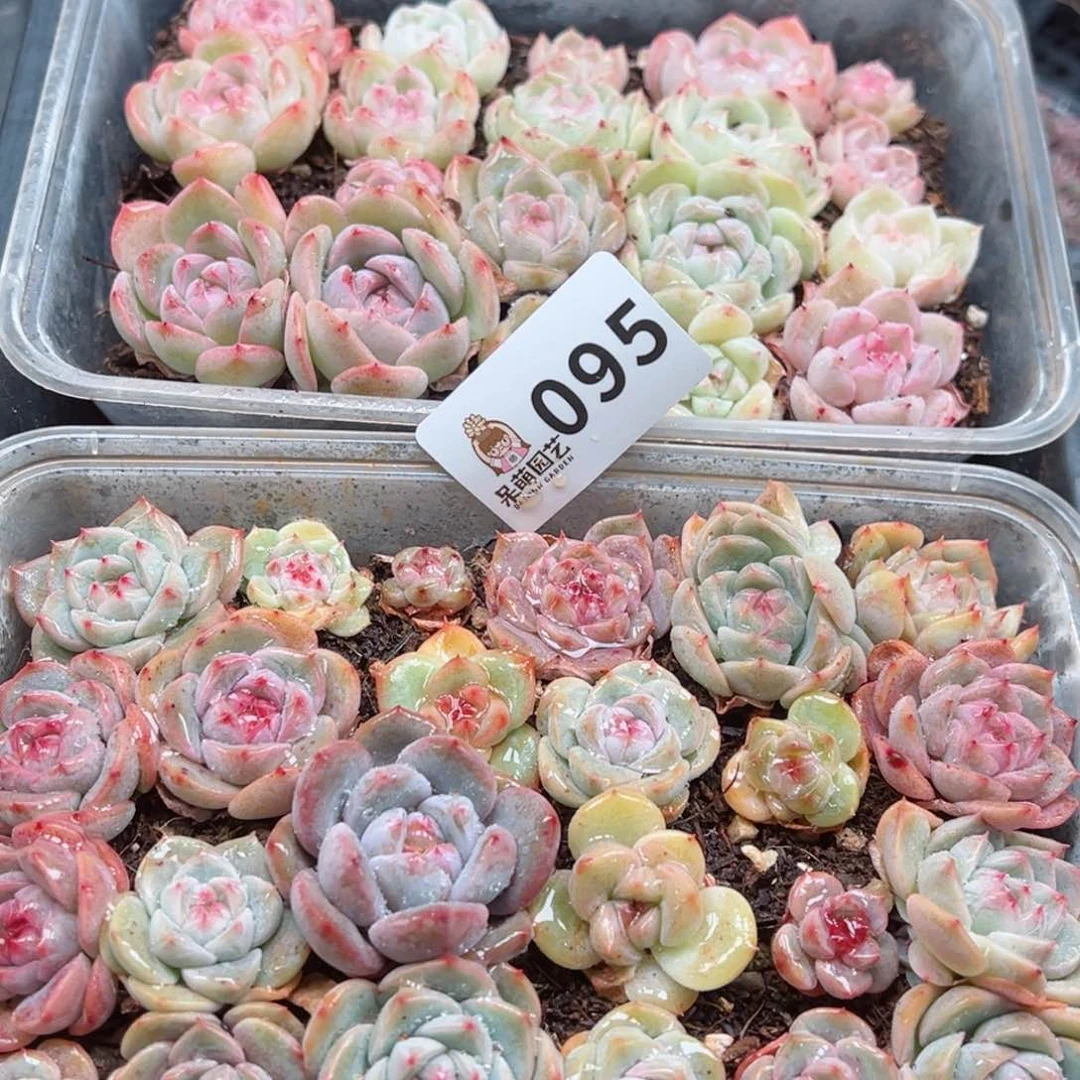 大*妮多肉植物多肉植物