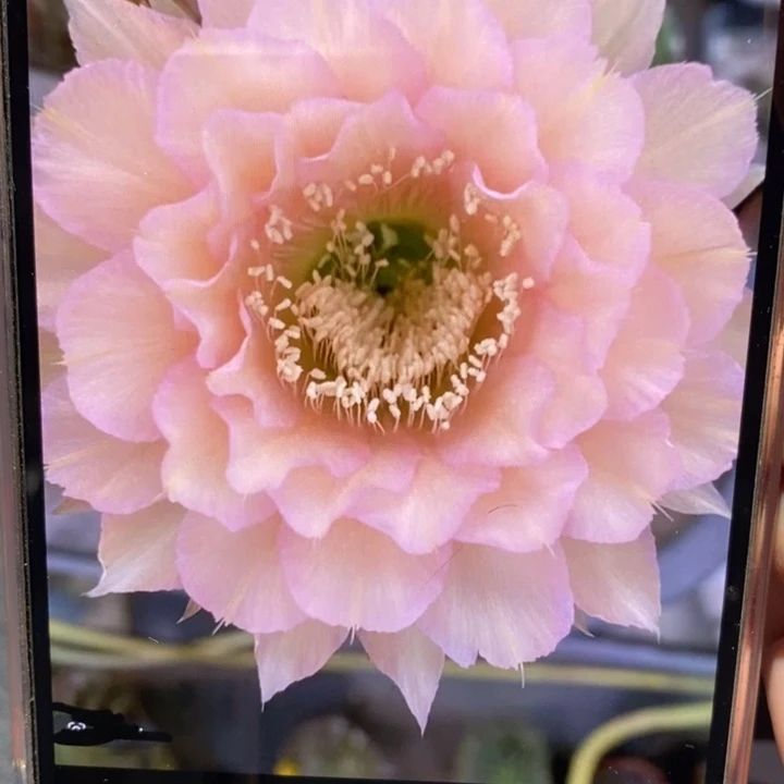 香香新8号侧芽4.5公分左右