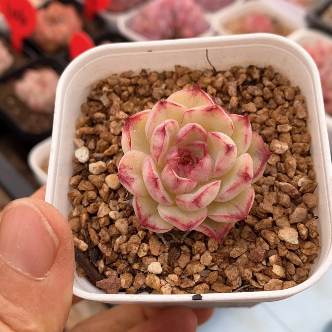 精品多肉一物一拍42