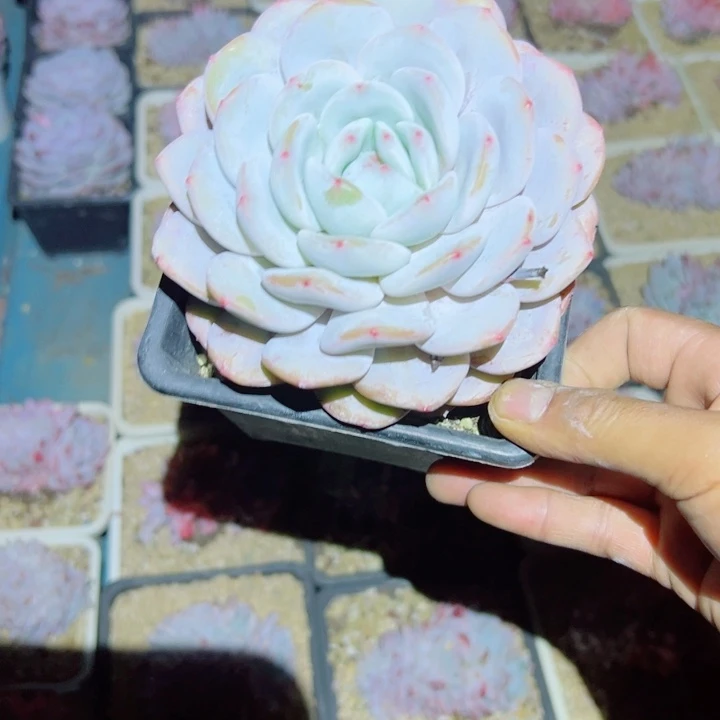 精品多肉植物老桩随机发红奶盖