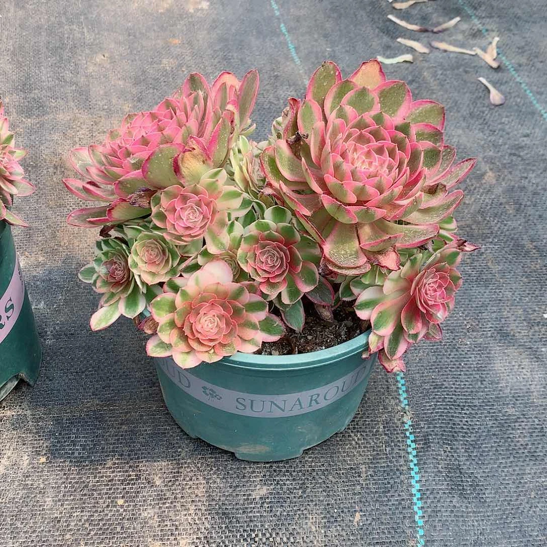 【闪购商品】流*荔枝，多肉