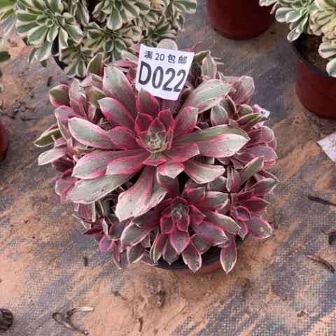 022浣纱不包断枝