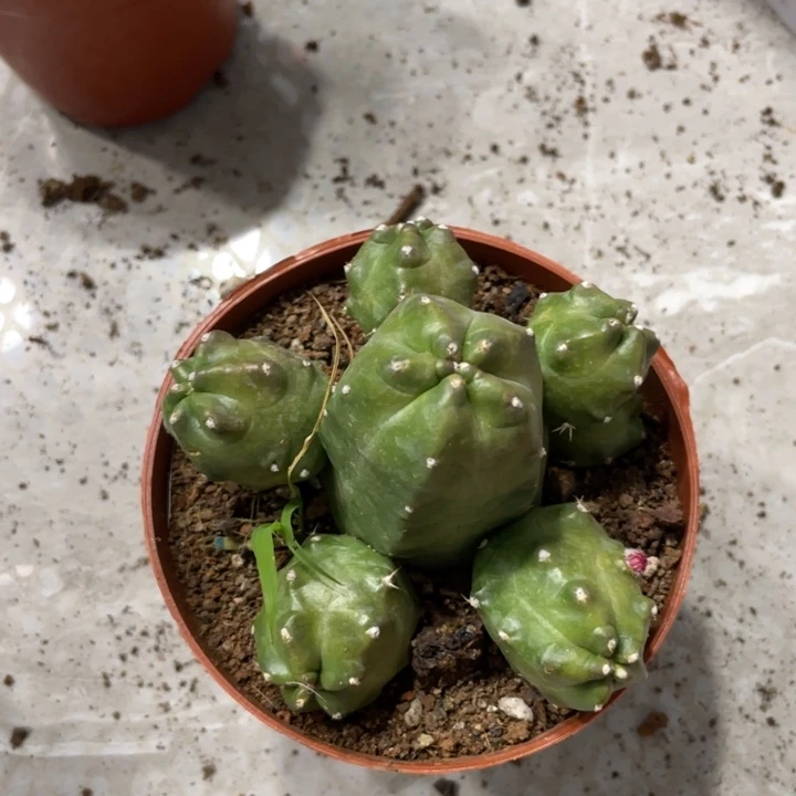 橙桃多头一物一拍279