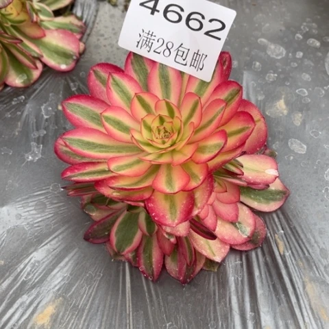 荔枝多肉多肉4662