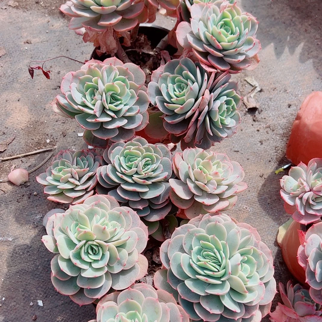 白雪公主多头造型精品