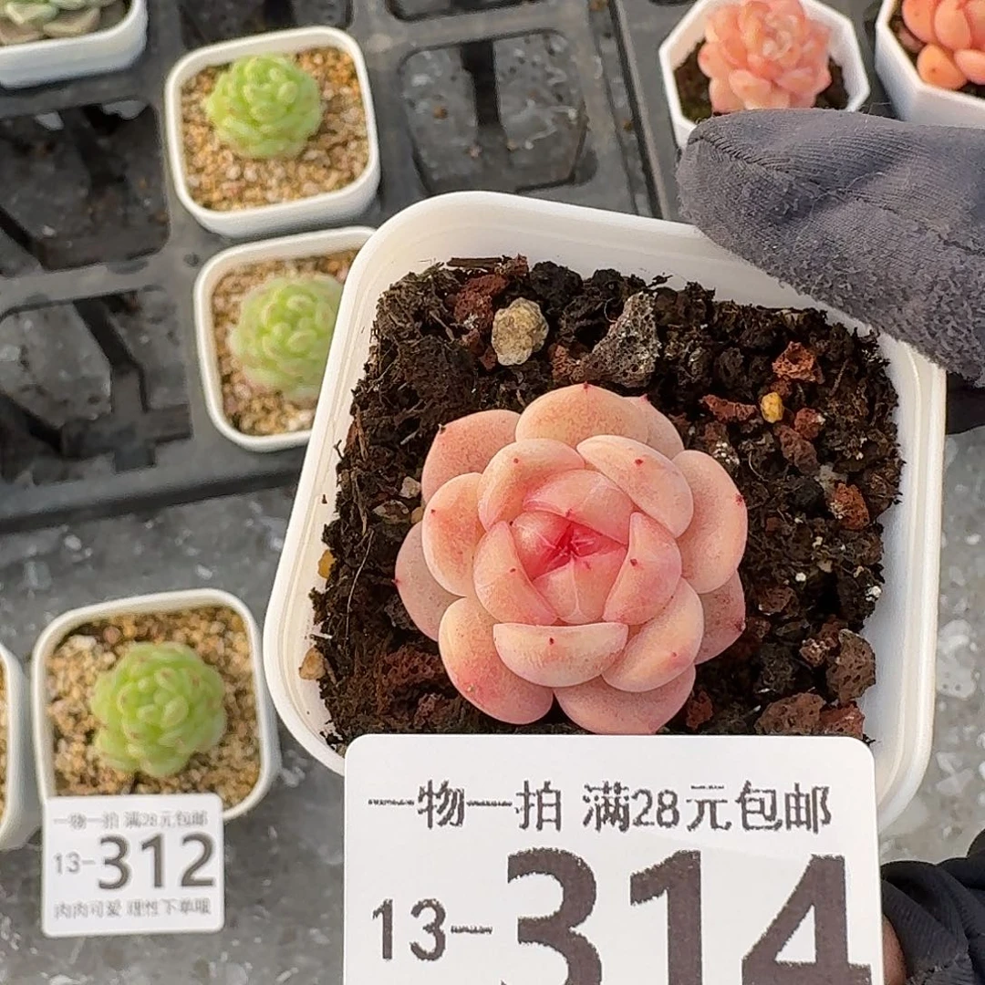 敬***言蜜桃甜心无盆土发货无盆