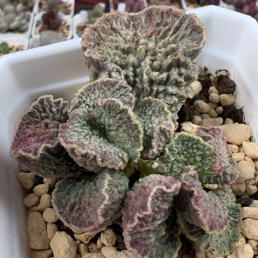 双头红玫瑰多肉植物水泡