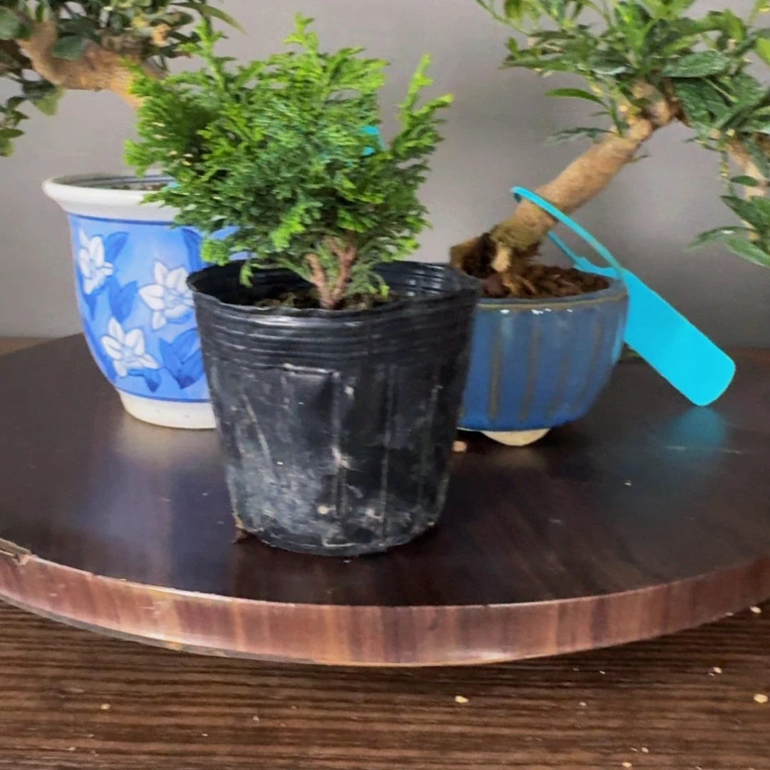 无花朵阿**顺丰到付不包邮