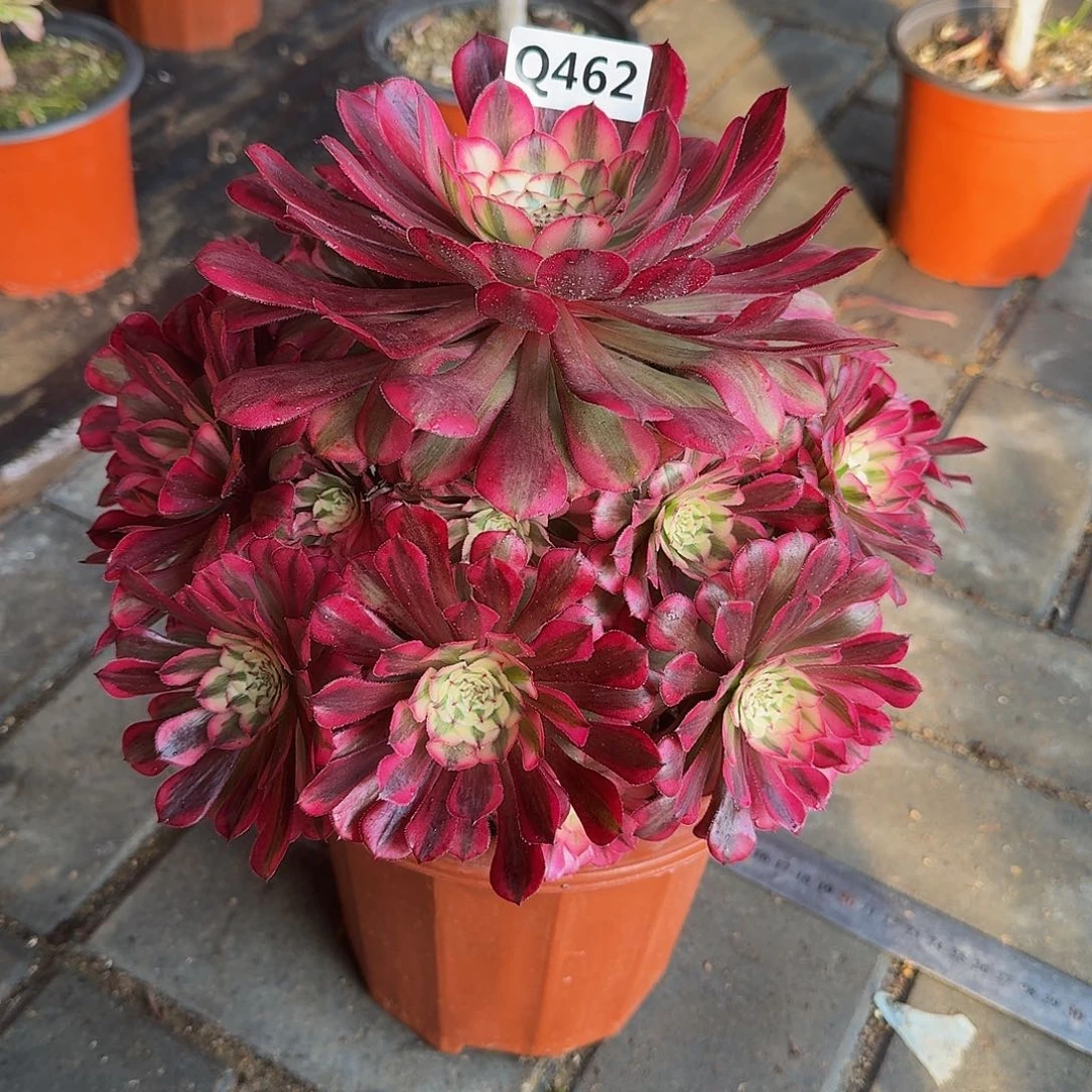 君*兰462红铜白44冠服22.3左右