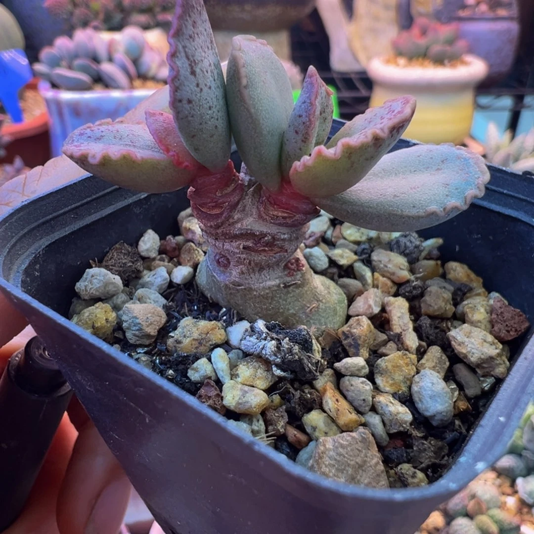 你不来就别去哦你想