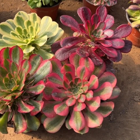 988多肉植物组合