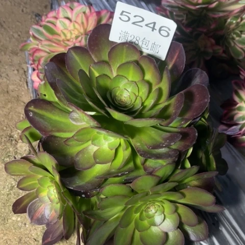 抹茶多肉多肉5246