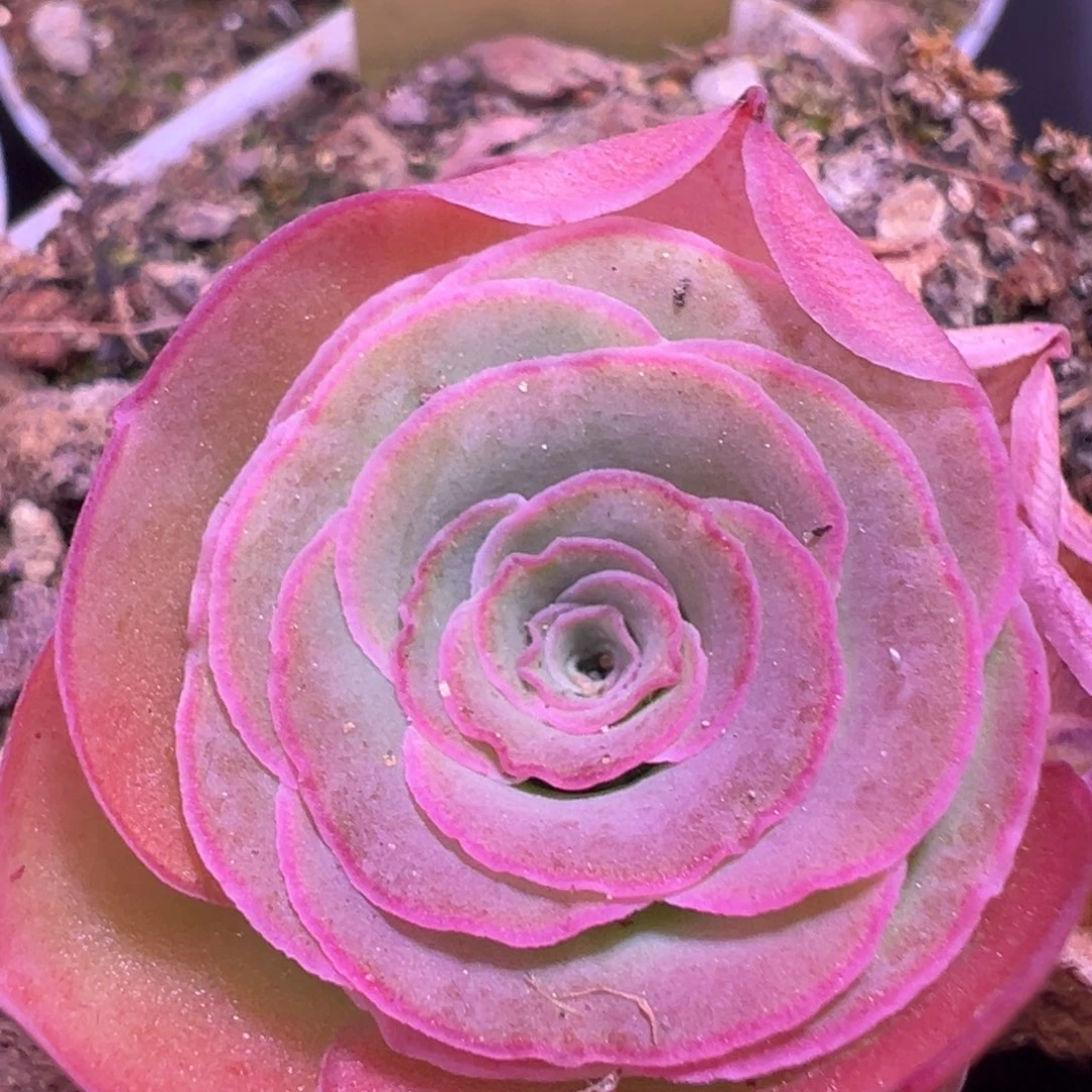 倾***光杨211 山地玫瑰福袋