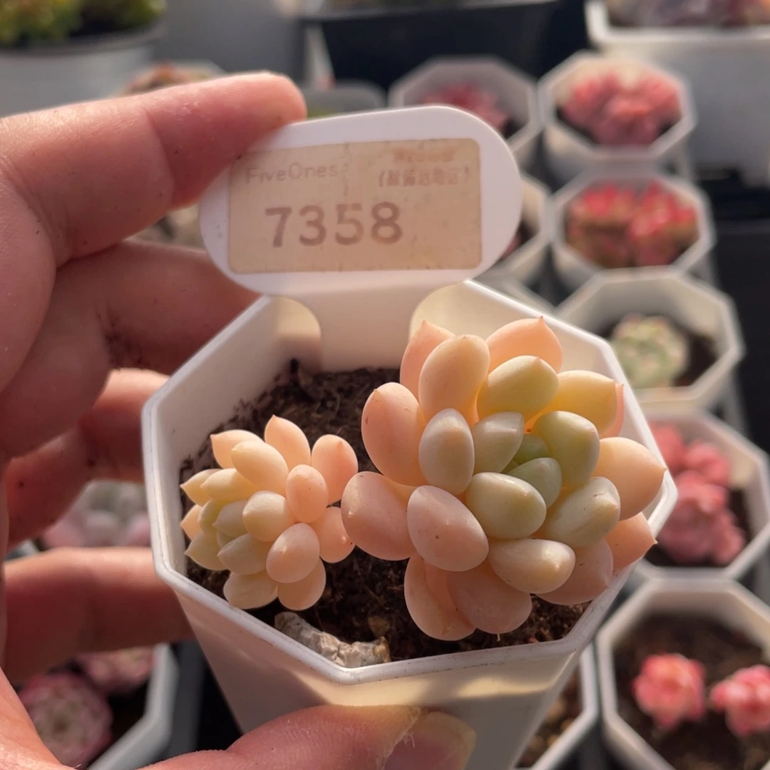 玉如意7358-6厘米