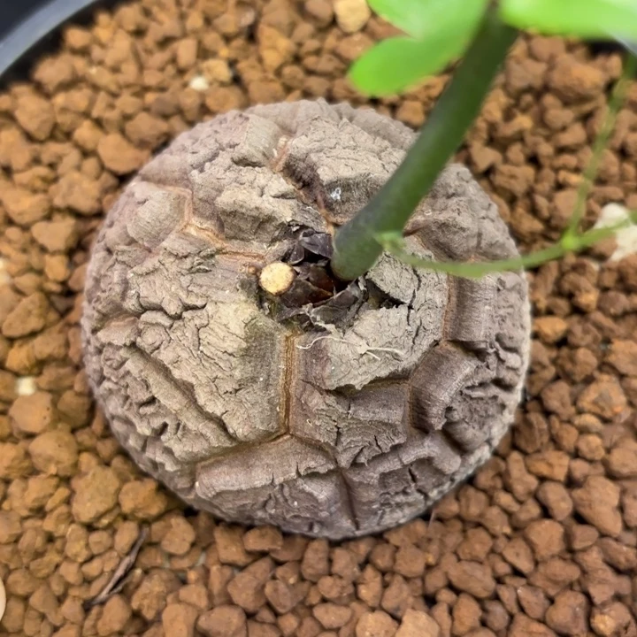 75号龟甲龙带盆包邮