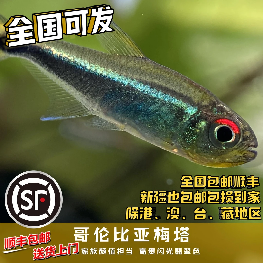 Boo小鱼 哥伦比亚梅塔 偏远地区任意三单包顺丰空运