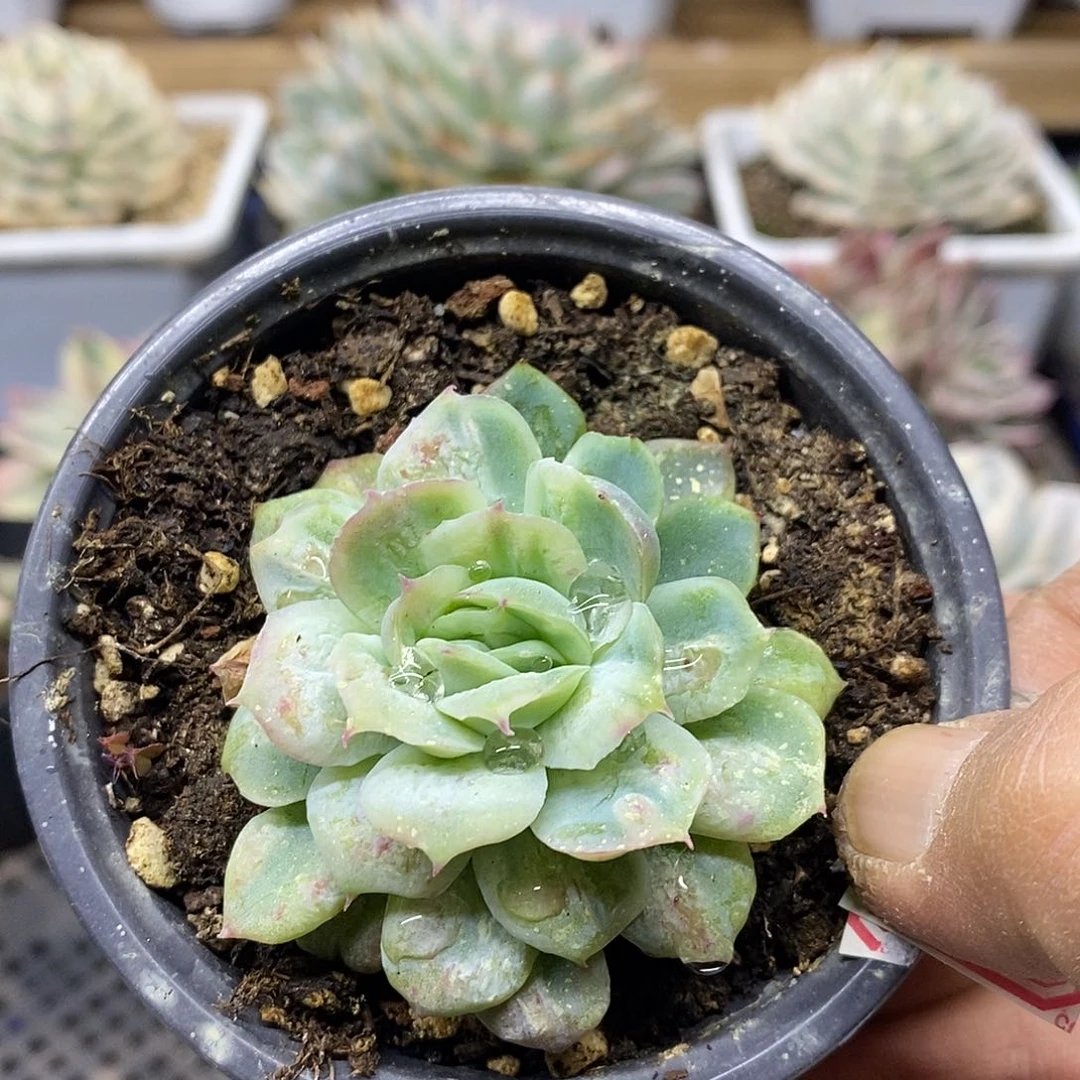 21127 泡泡纱裙多肉