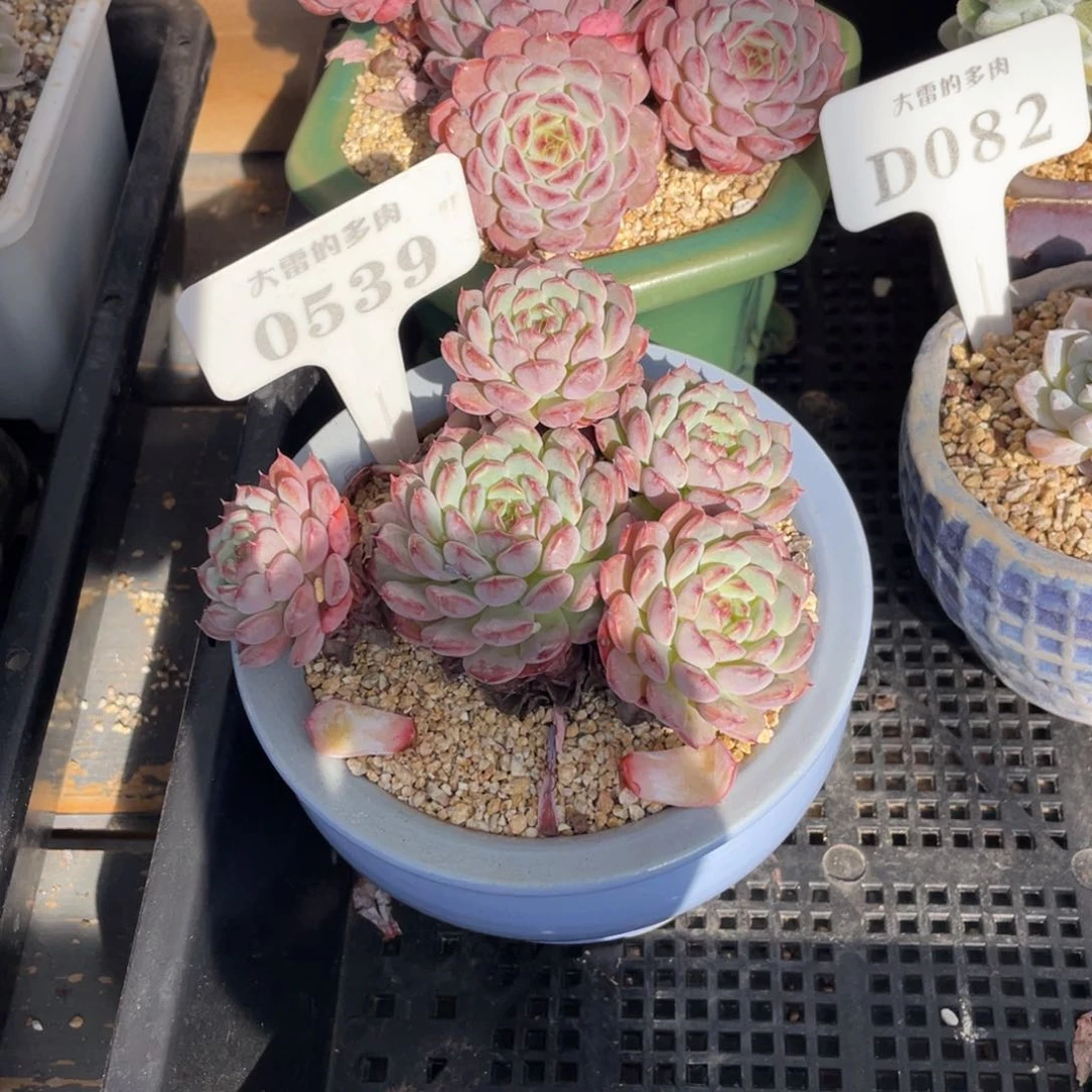 梅*0539白胖子不带盆11厘米