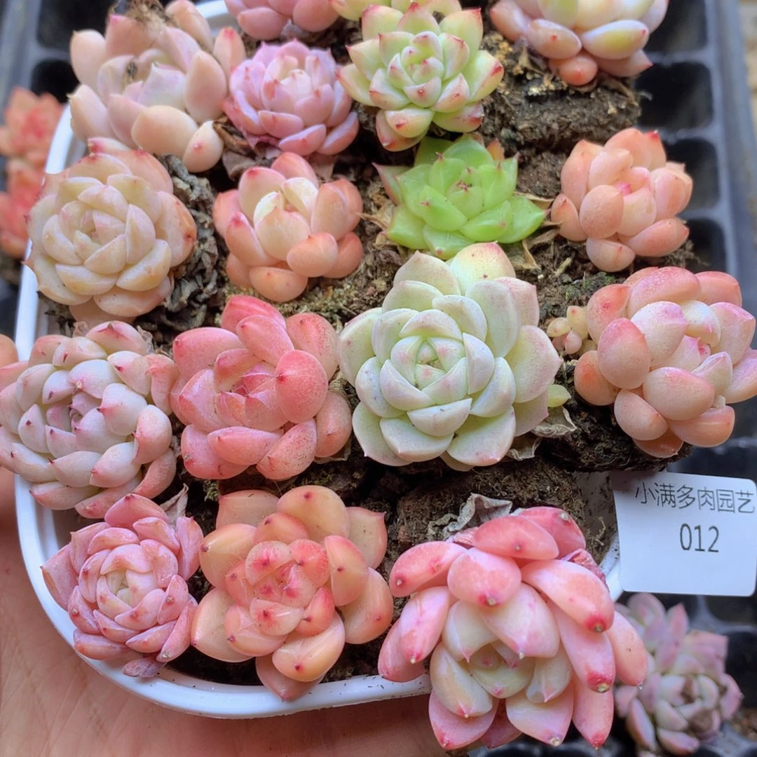 我要去看你的演唱了012