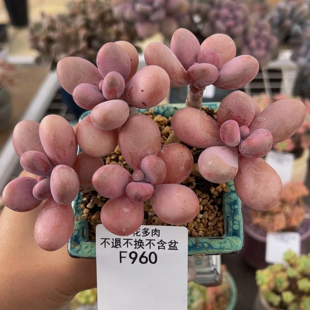 960-糖果桃蛋多肉10cm