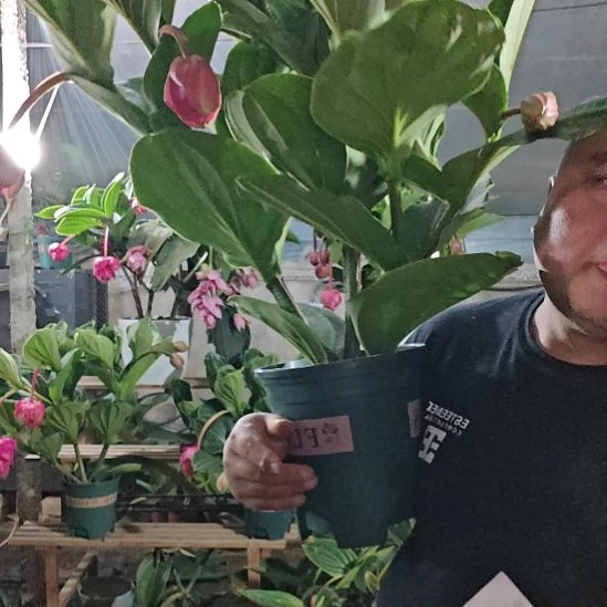 我***人无花朵宝莲灯花基地发货