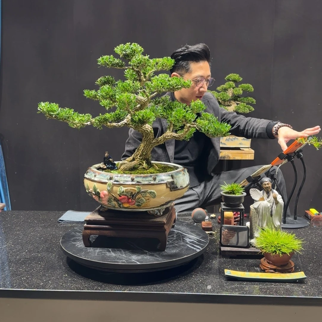 以实际为准黄杨室内室外盆景艺术