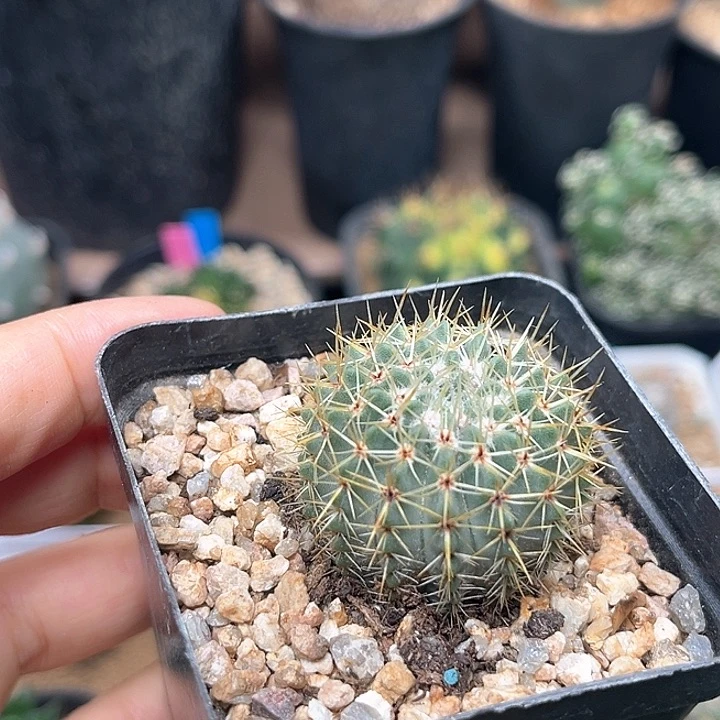 无花朵白狮子实生球