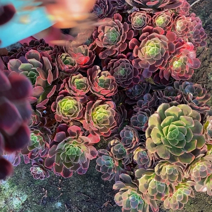 完全开放金丝雀一颗多肉植物