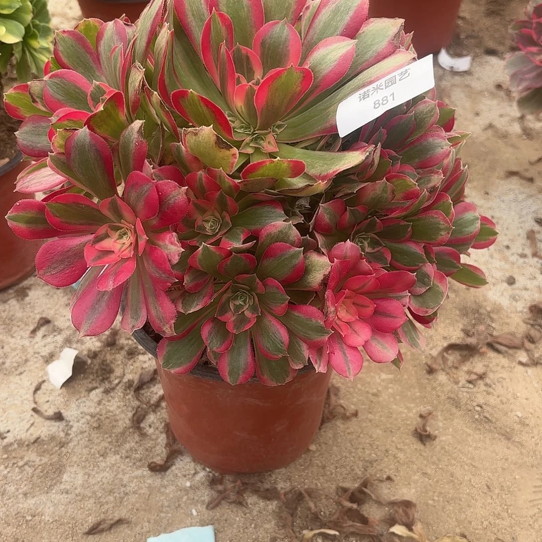 七彩石手捧多肉植物881