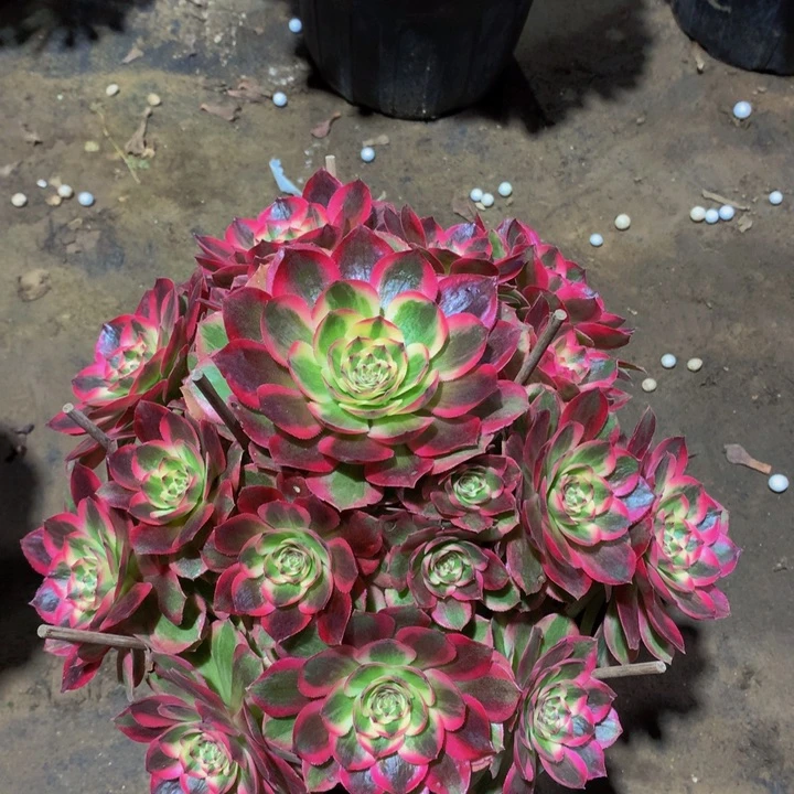 无花朵云禾0000000